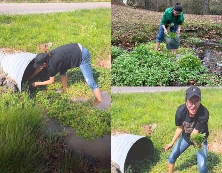 Dù phải ra cống thoát nước để mót rau  về ăn nhưng Trang Khàn vẫn lên giọng:  Bên này sướng gấp trăm lần Việt Nam,  ở Việt Nam làm gì có rau sạch như này  mà ăn